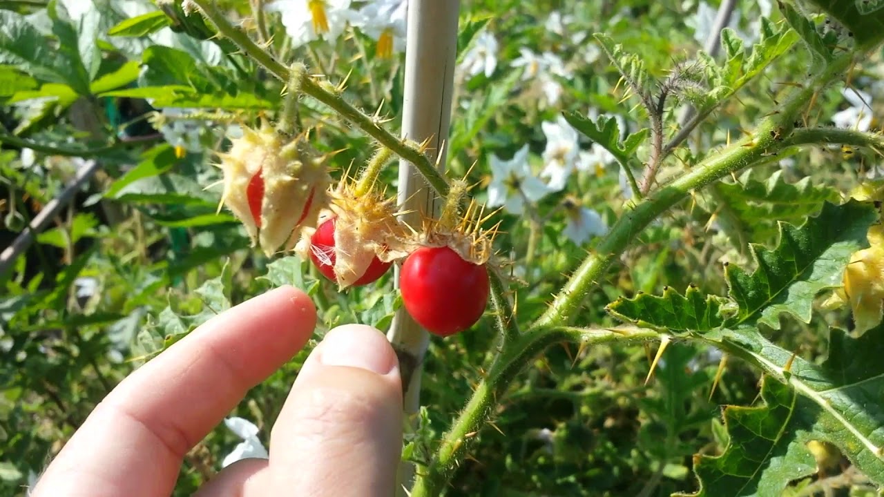 Solanum sisymbriifolium