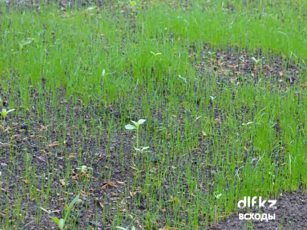Сколько всходит газонная трава после посева весной