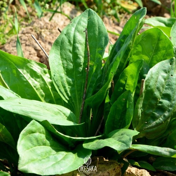 Seeds of Plantago major - 50 pcs