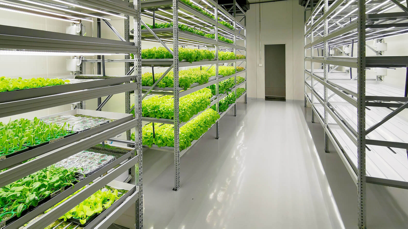Vertical farm (salads), showroom, 62 sq.m.