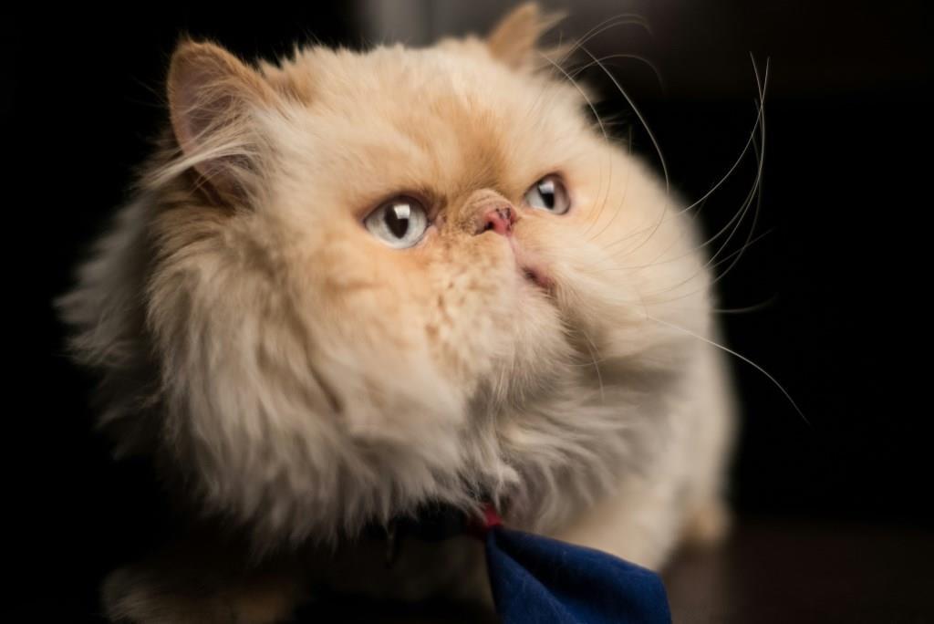 Персидская кошка