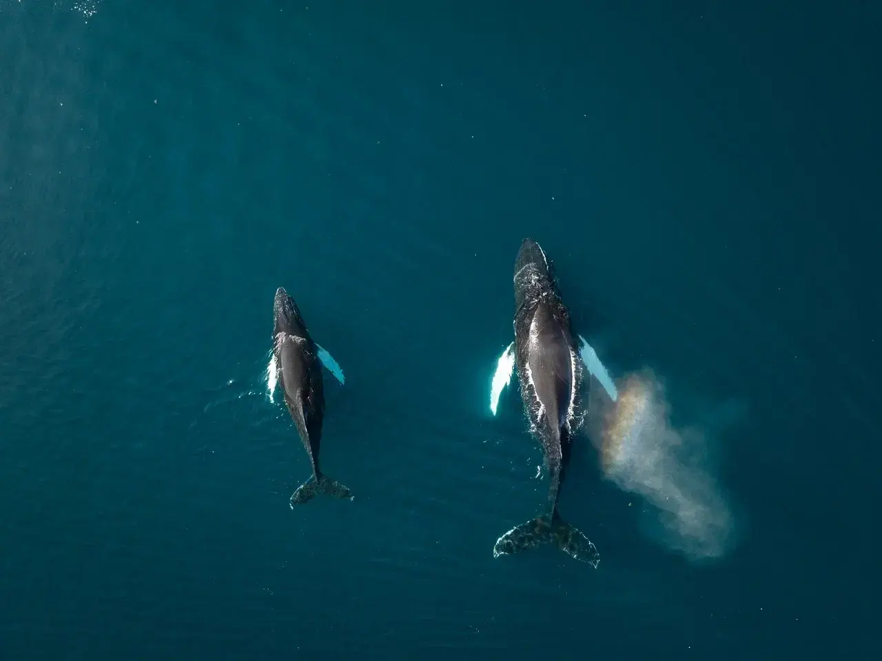 Aerial view of two humpback whales swimming side by side in the deep blue waters of Greenland, with one whale exhaling a cloud of mist above the ocean surface