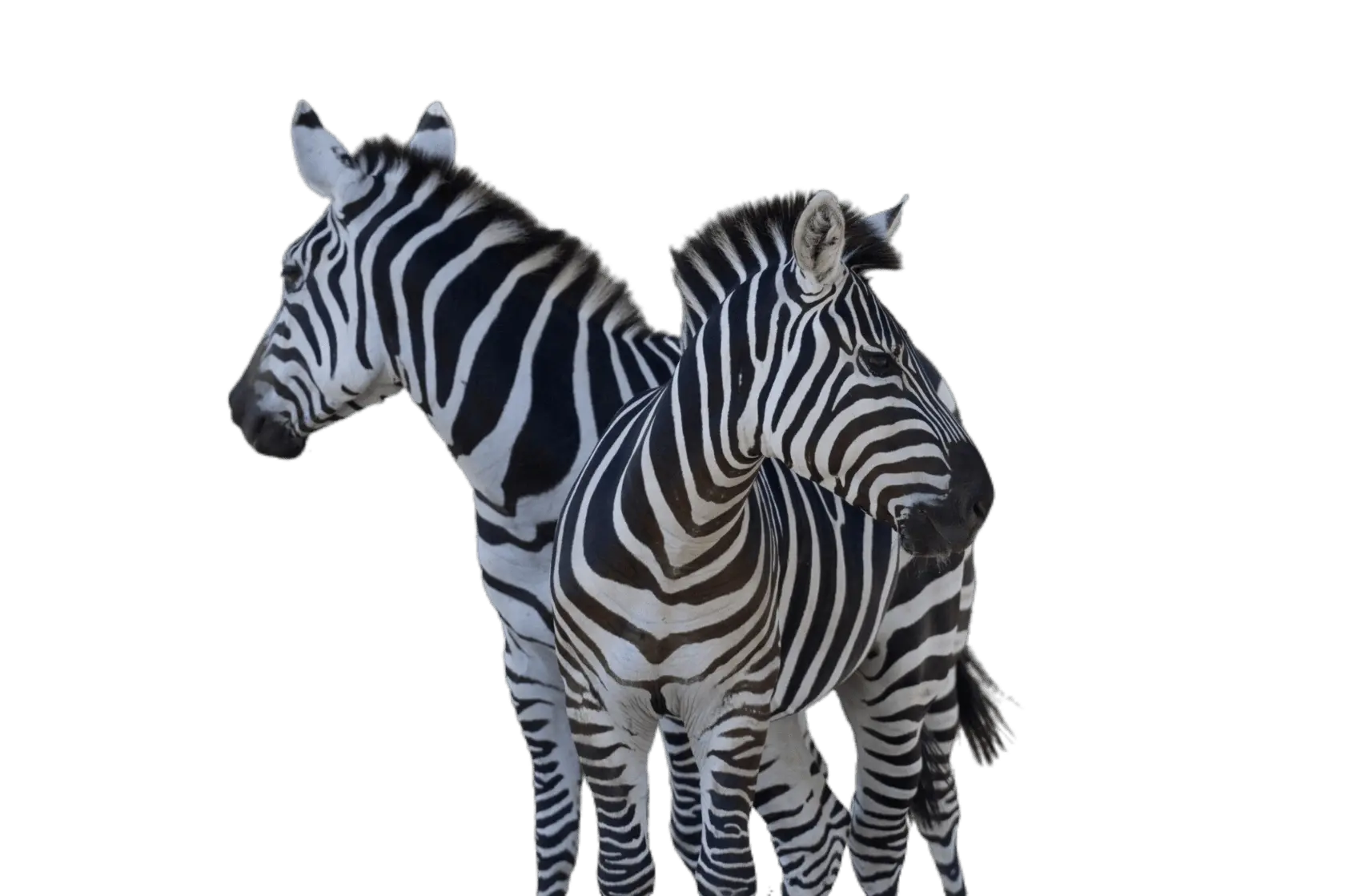 Зебры - Тур в ЮАР