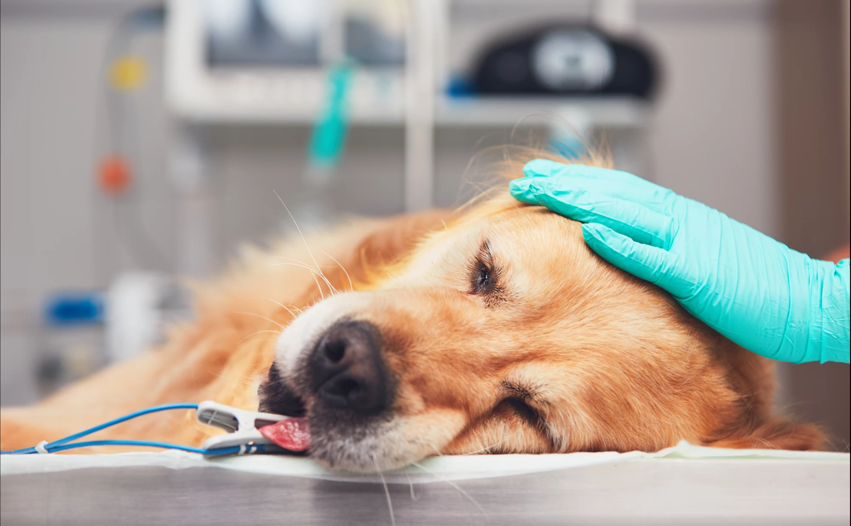 Операции ветеринаров. Собака в ветеринарной клинике.