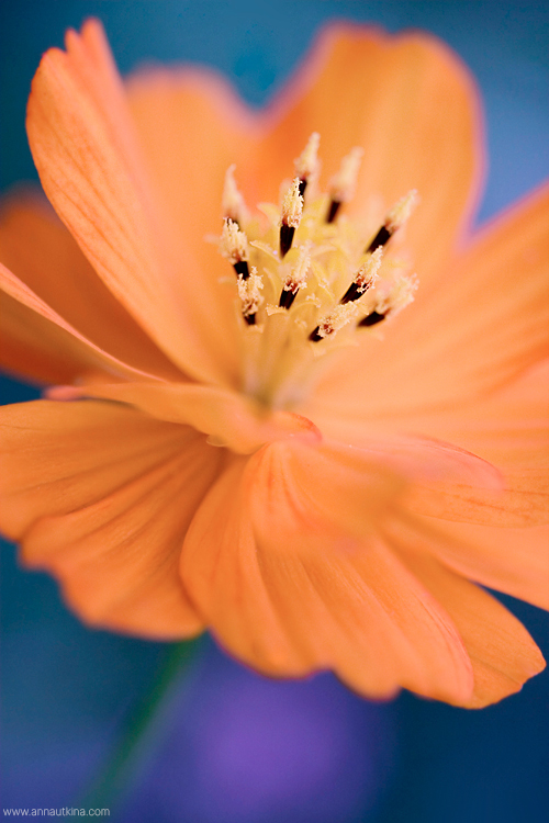 macro, macro flower, macro art, anna utkina, photography, macrophotograpy, floral art, макро, макрофотография, анна уткина