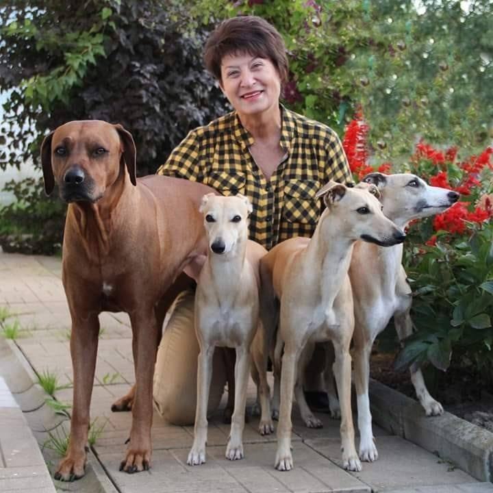 Питомник уиппетов в Сергиев Посад