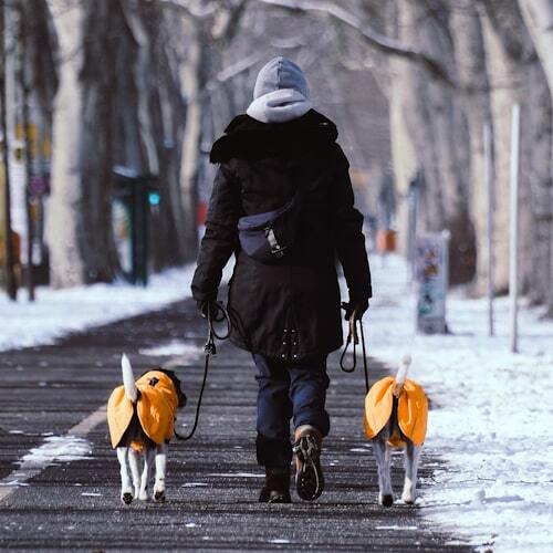 Человек гуляет с двумя собаками в зимнем парке, собаки в утеплённых жилетах
