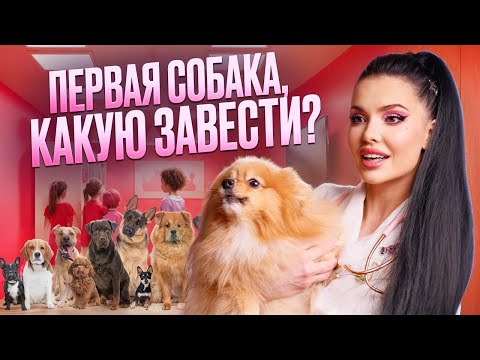 Превью видео «Первая собака: 10 пород для новичков»
