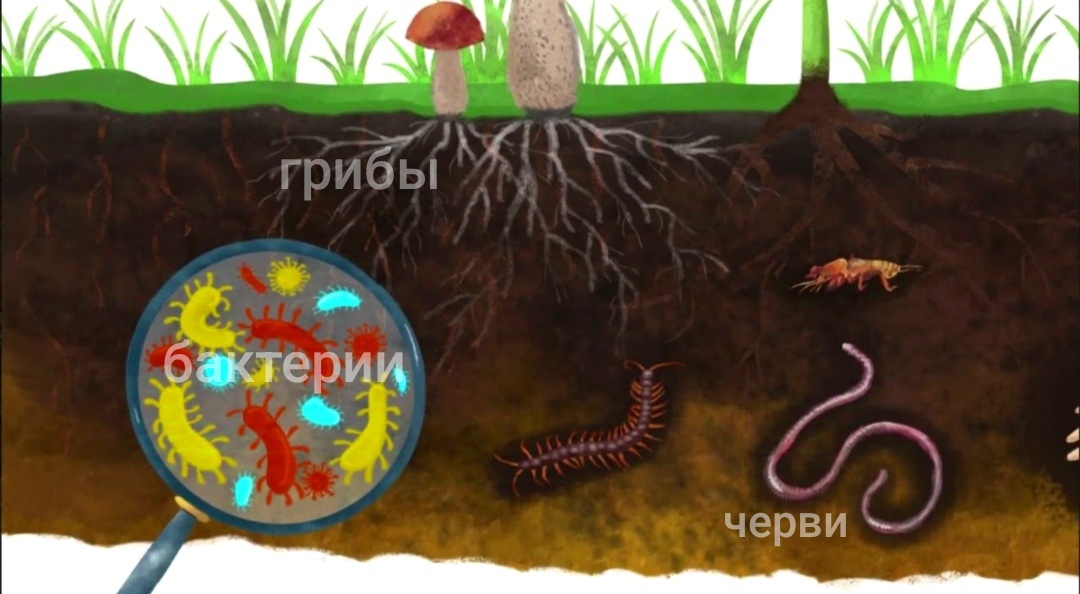 Плодородие почвы