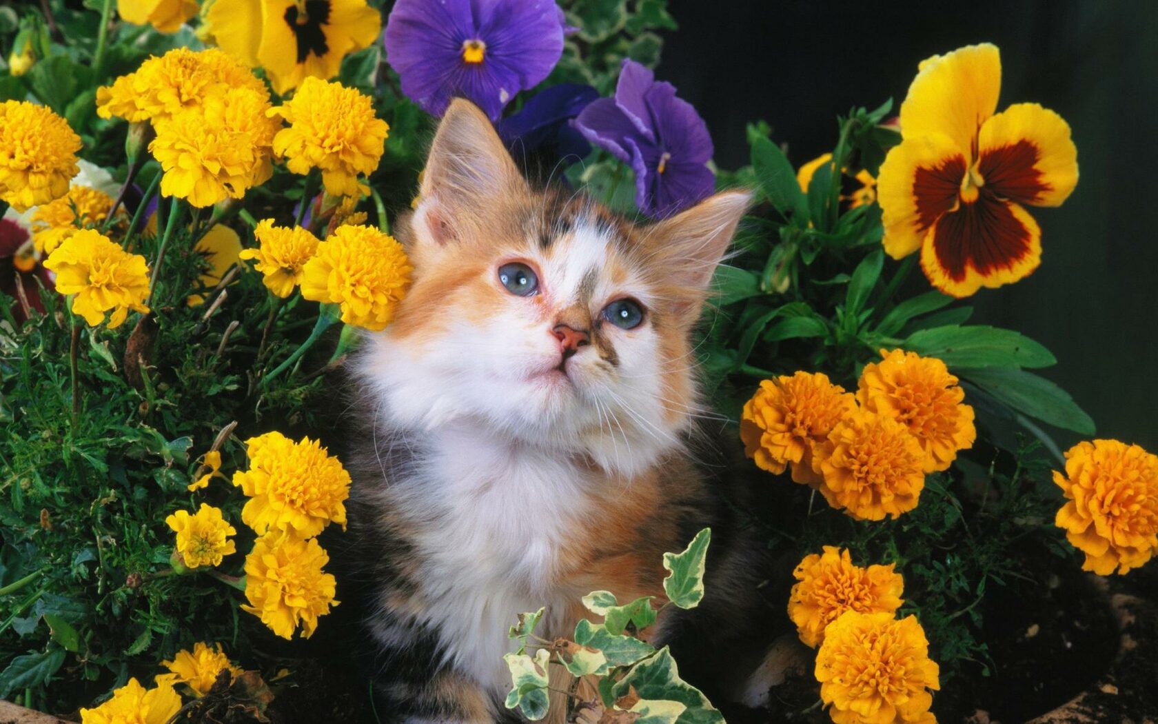 Домашние растения, опасные для кошек