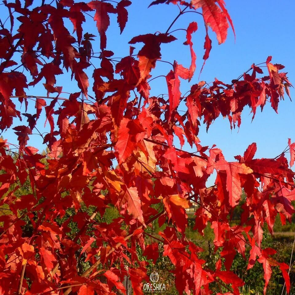 Acer ginnala hedge clipped formal landscape autumn