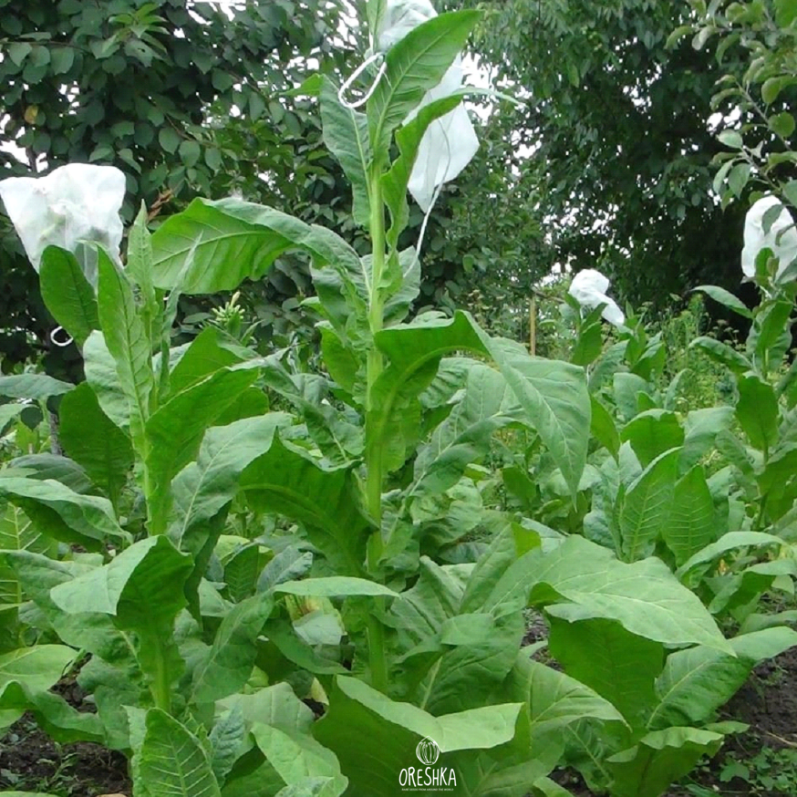 Seeds of Tobacco Sherazi (Nicotiana tabacum) — 300 pcs