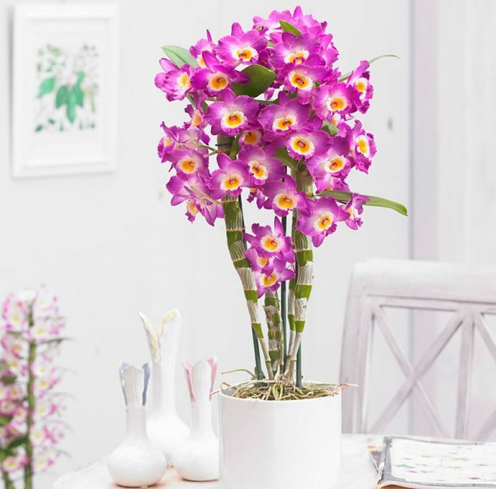 Орхидея Дендробиум - уход в домашних условиях: советы, рекомендации, план выращивания