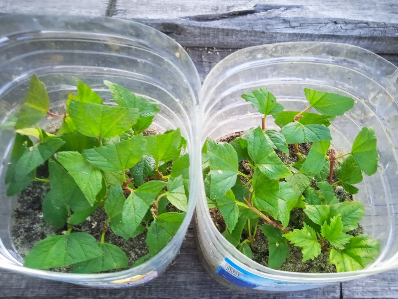 Первый опыт черенкования — отзыв Тамары Новиковой