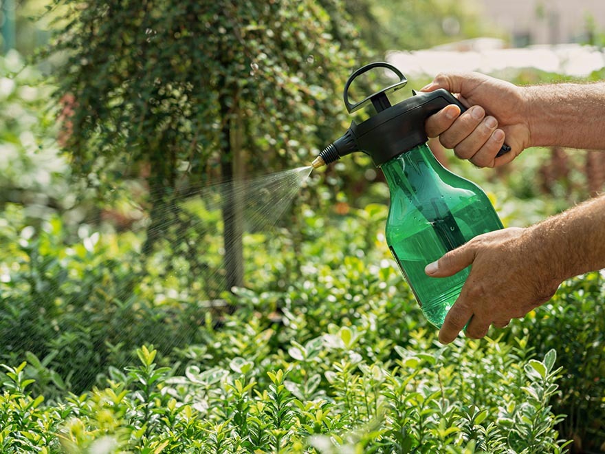 Gardener spraying homemade organic pesticide from a green spray bottle onto lush green plants in a vegetable garden.