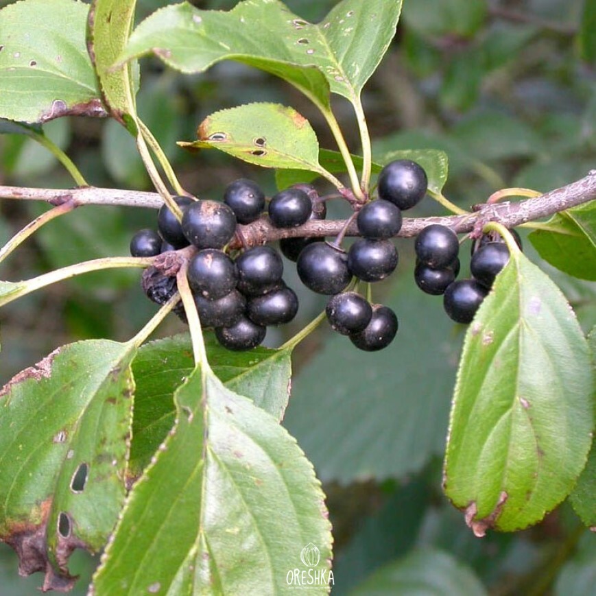 Seeds of European buckthorn (Rhamnus cathartica) — 10 pcs