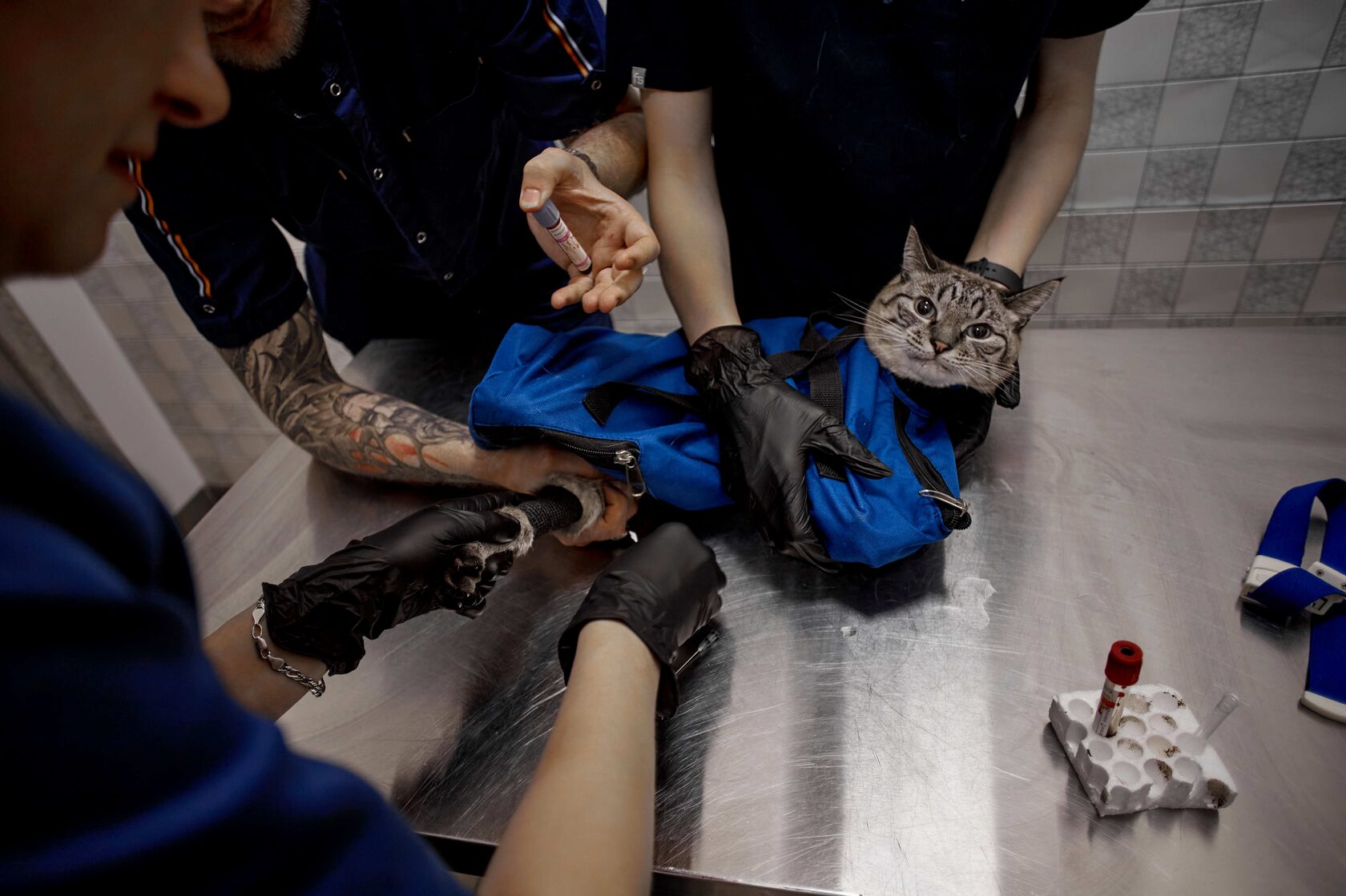 Сдача анализов животным