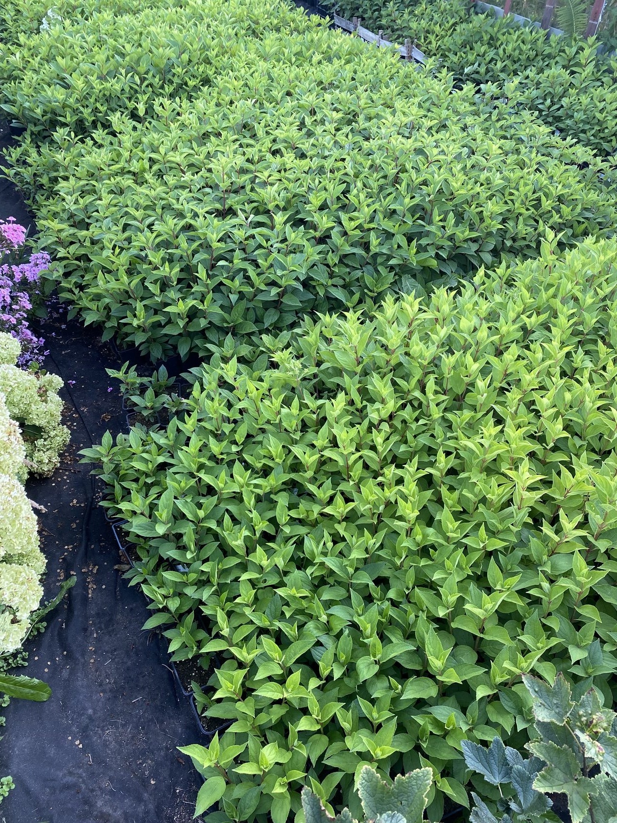 Питомник Коровкина Алексея