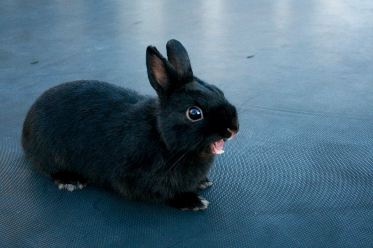 черный декоративный кролик фото