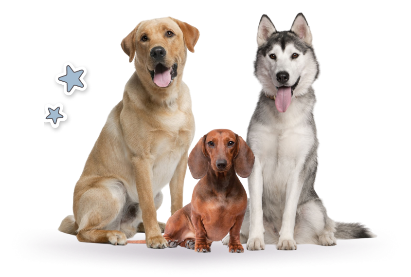 Зоогостиница для собак