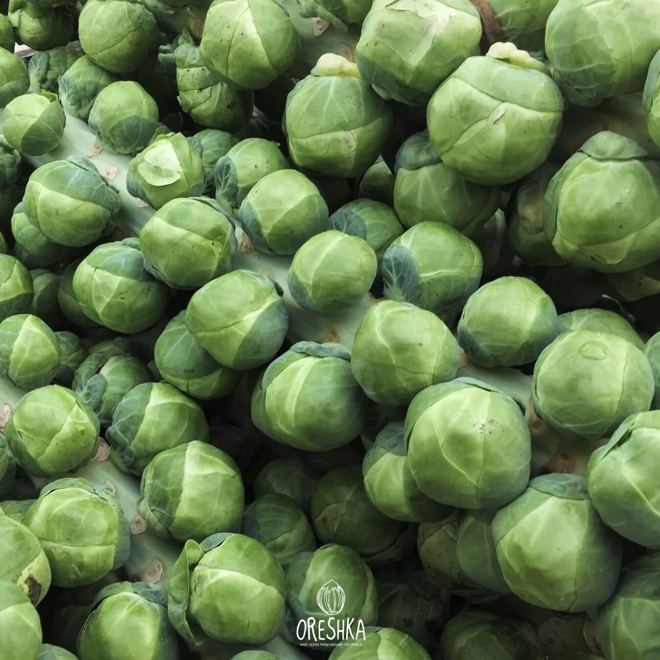 Seeds of Brussels sprouts Rosella (brassica oleracea var. gemmifera 'rozella') — 30 pcs