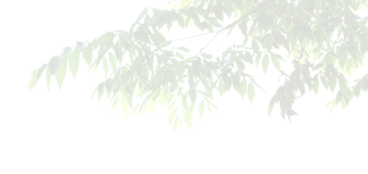 ветка дерева на прозрачном фоне пнг