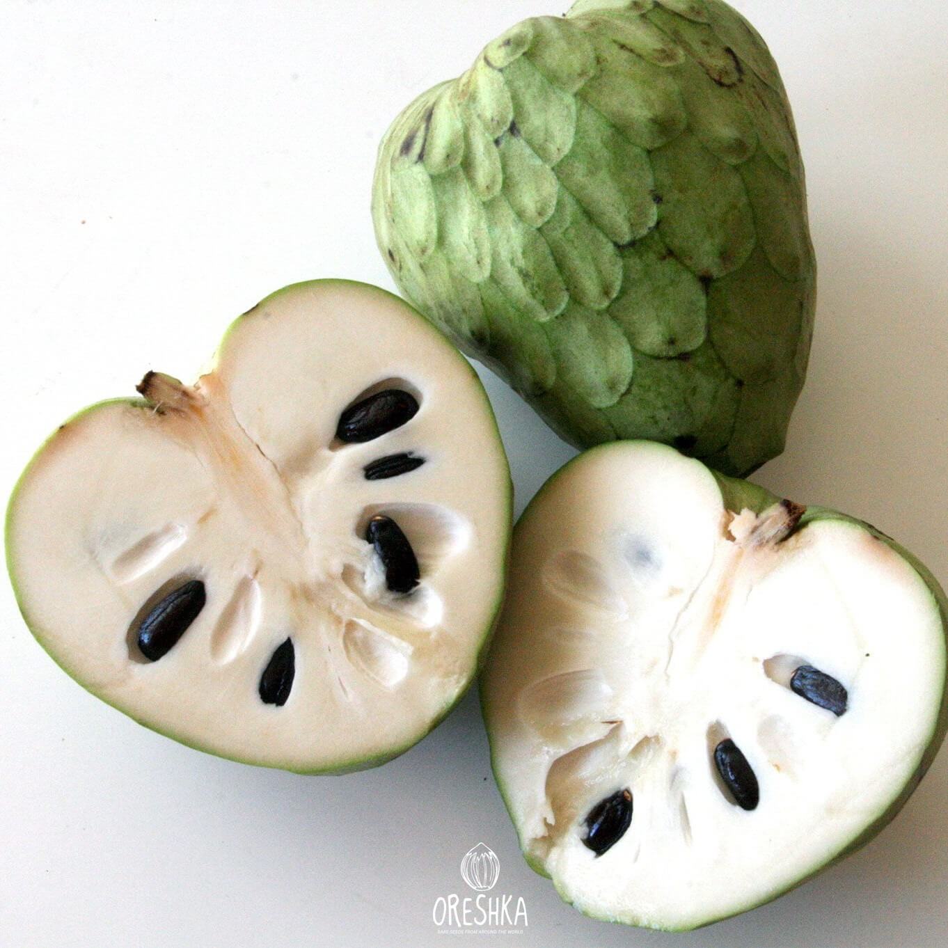 Sugar Apple flower fragrant creamy yellow close up