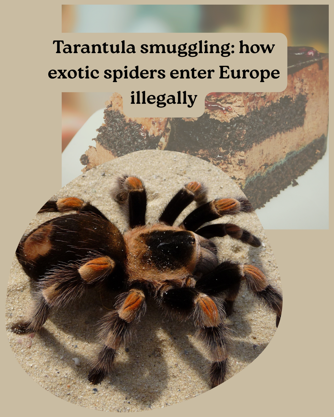 Spider smuggling into the EU — shipment disguised as cakes