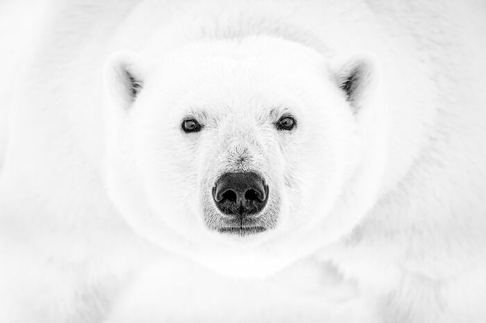 Белый медведь изучает легкое движение камеры фотографа Даны Аллен из США. Шпицберген, Северная Норвегия.