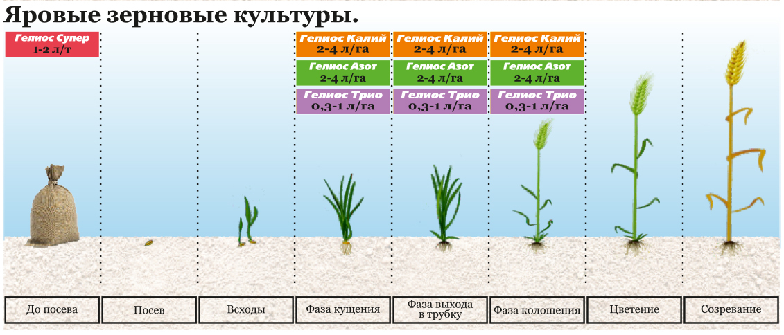 Фазы яровой пшеницы. Фазы яровых зерновых культур. Удобрение Яровой пшеницы схема. Фенологические фазы озимой пшеницы. Схема внесения удобрений для озимой пшеницы.