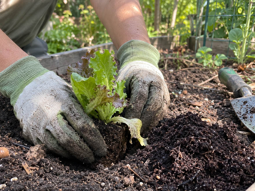 Hands transplanting a lettuce start into compost-amended soil for a Florida fall garden