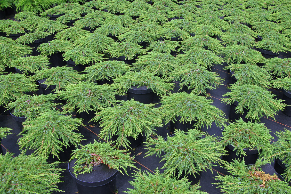 Можжевельники