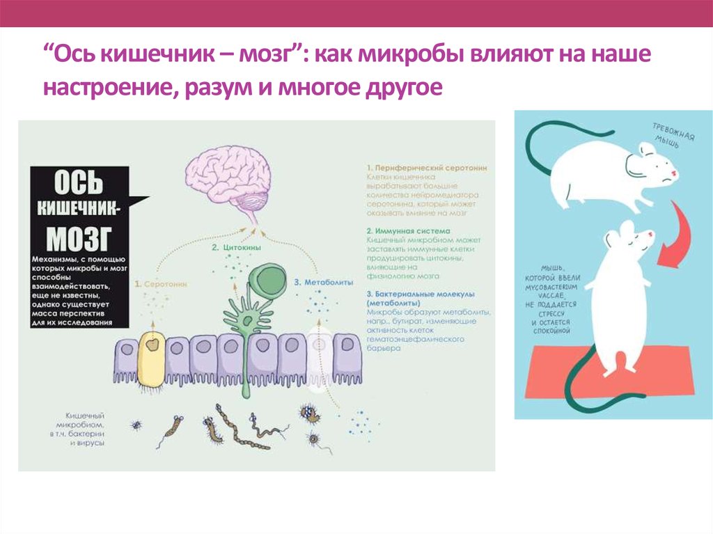 Трансплантация кишечника презентация