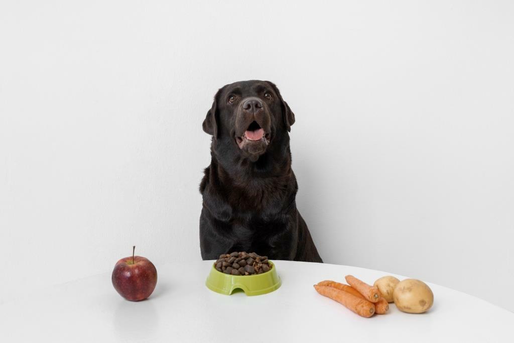 Советы, как заставить собаку снова есть еду