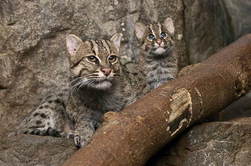 Кошка-рыболов и ее котенок