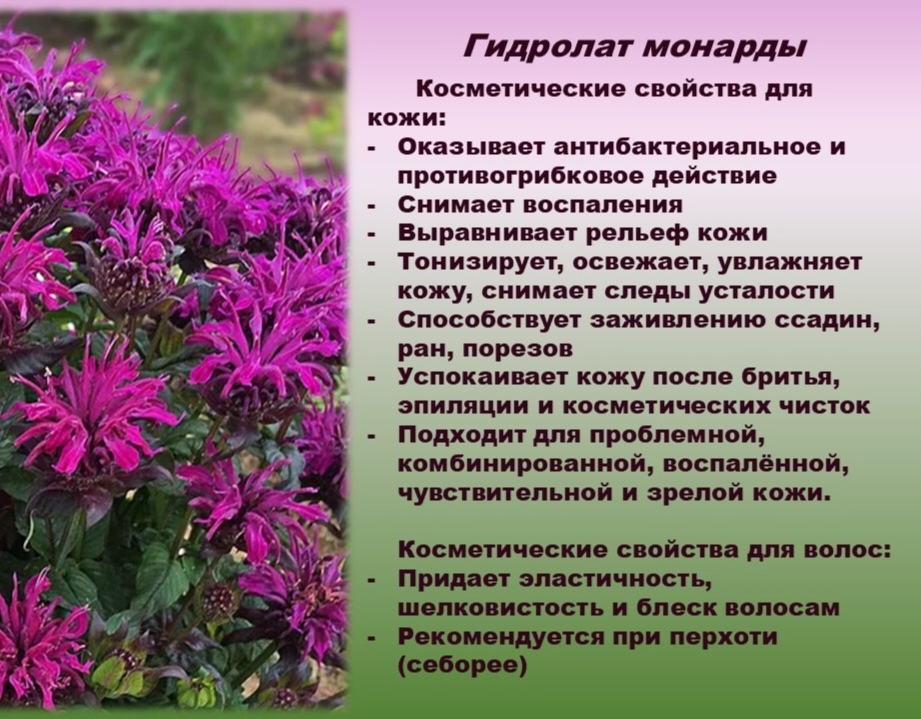 Гидролат монарды