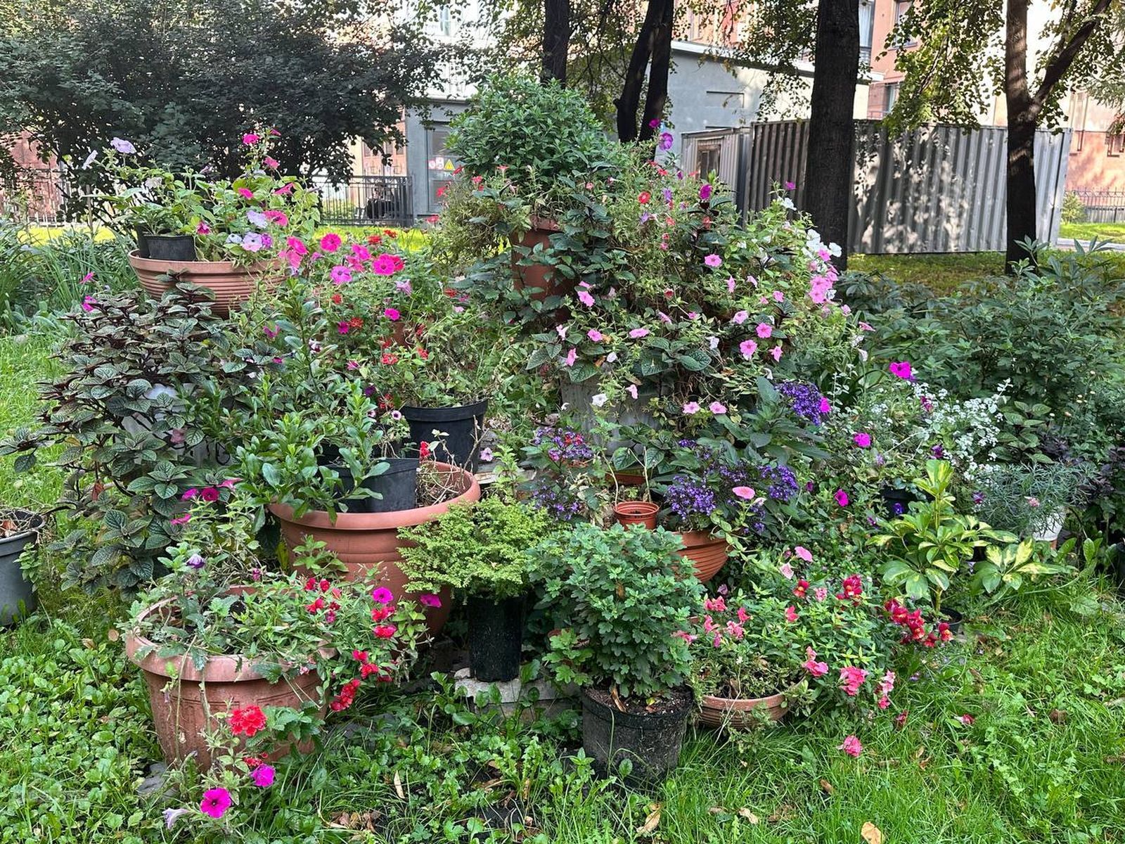 🌸