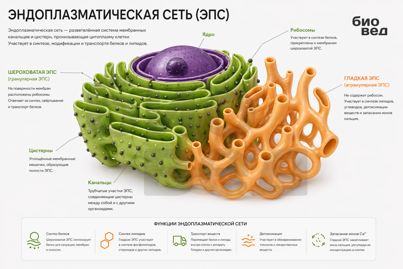 Эндоплазматическая сеть (ЭПС) — строение гладкой и шероховатой ЭПС, функции органоида клетки. Схема для ЕГЭ по биологии.