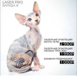 Креатив лысая кошка для студии лазерной эпиляции (Well Media)