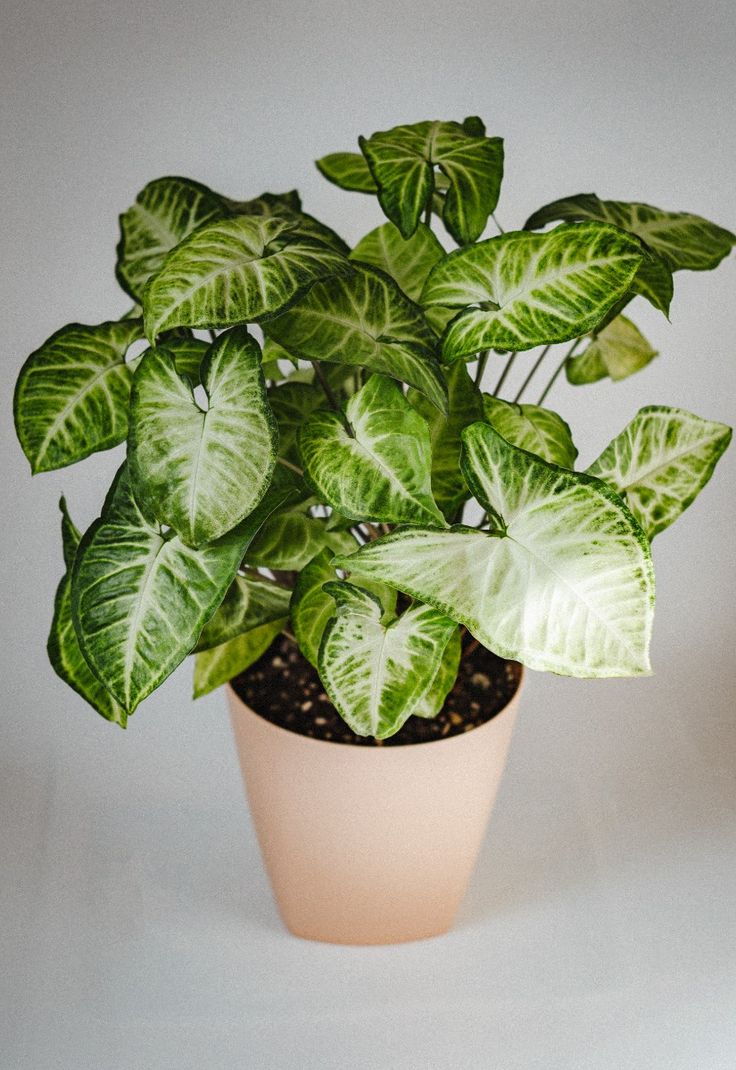Potted plant on wooden shelf