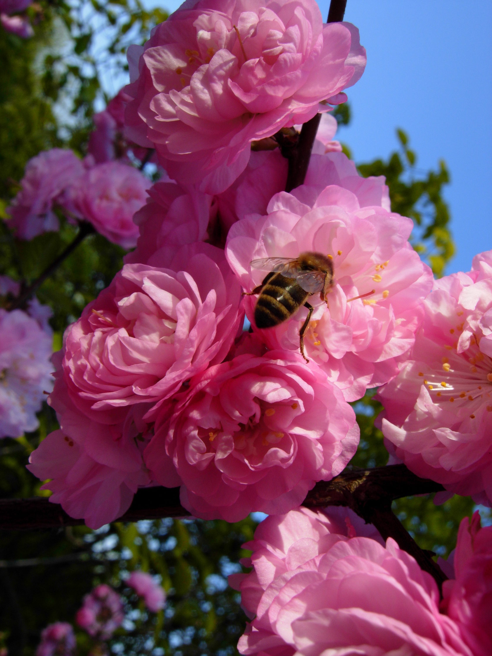 Миндаль трехлопастной махровый