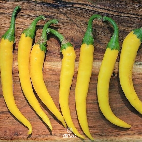 Seeds of Hot pepper Hungarian yellow (Capsicum) — 10 pcs