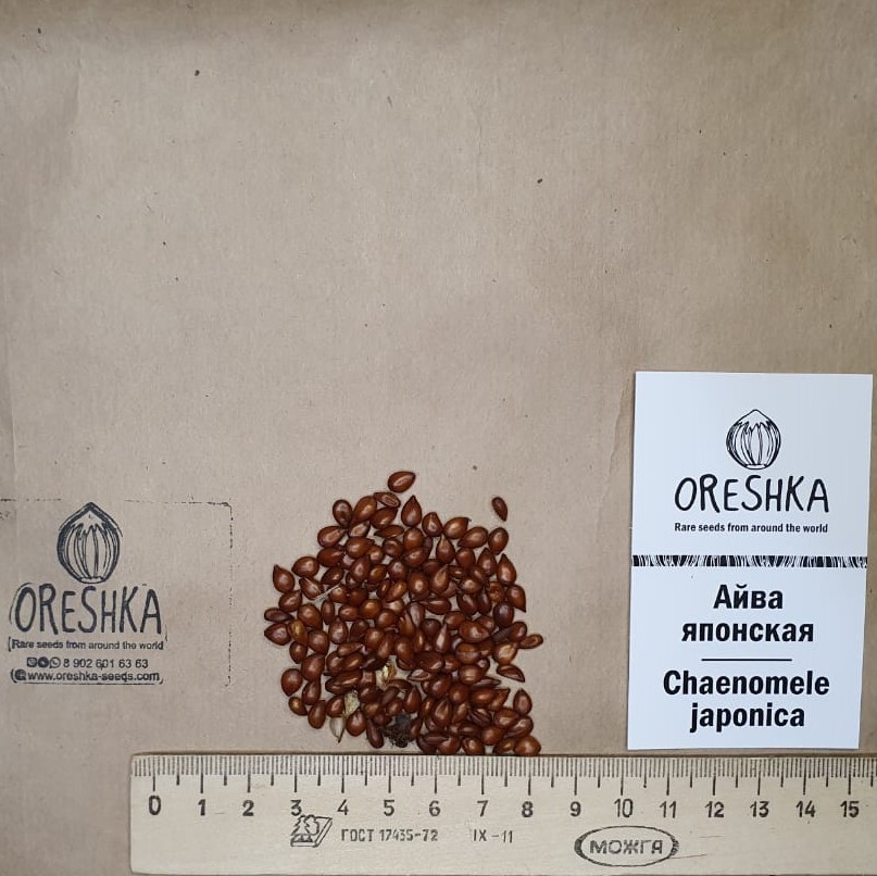 Oreshka Seeds Chaenomeles japonica fresh seeds packet
