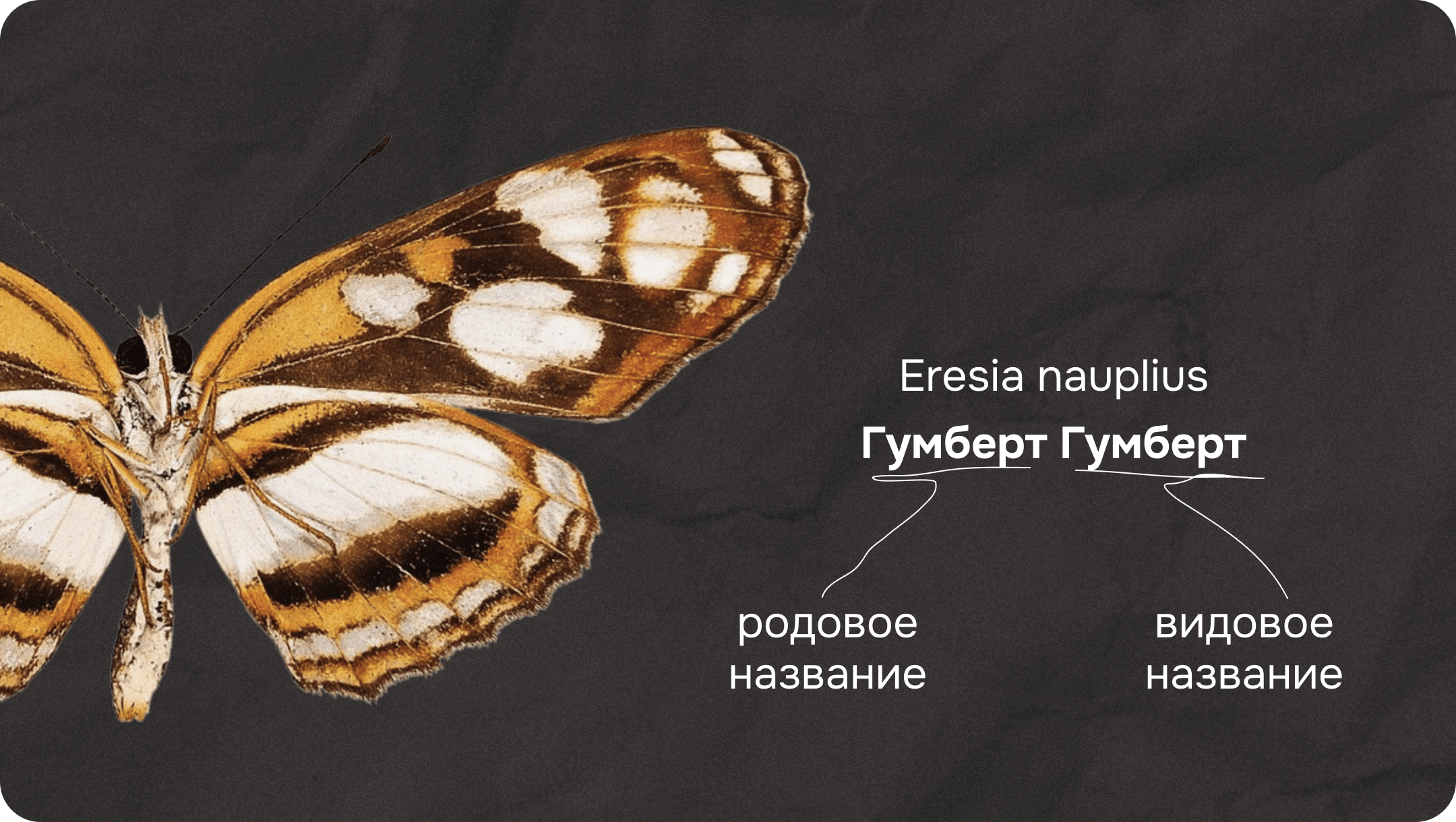 Гумберт Гумберт биологическое название