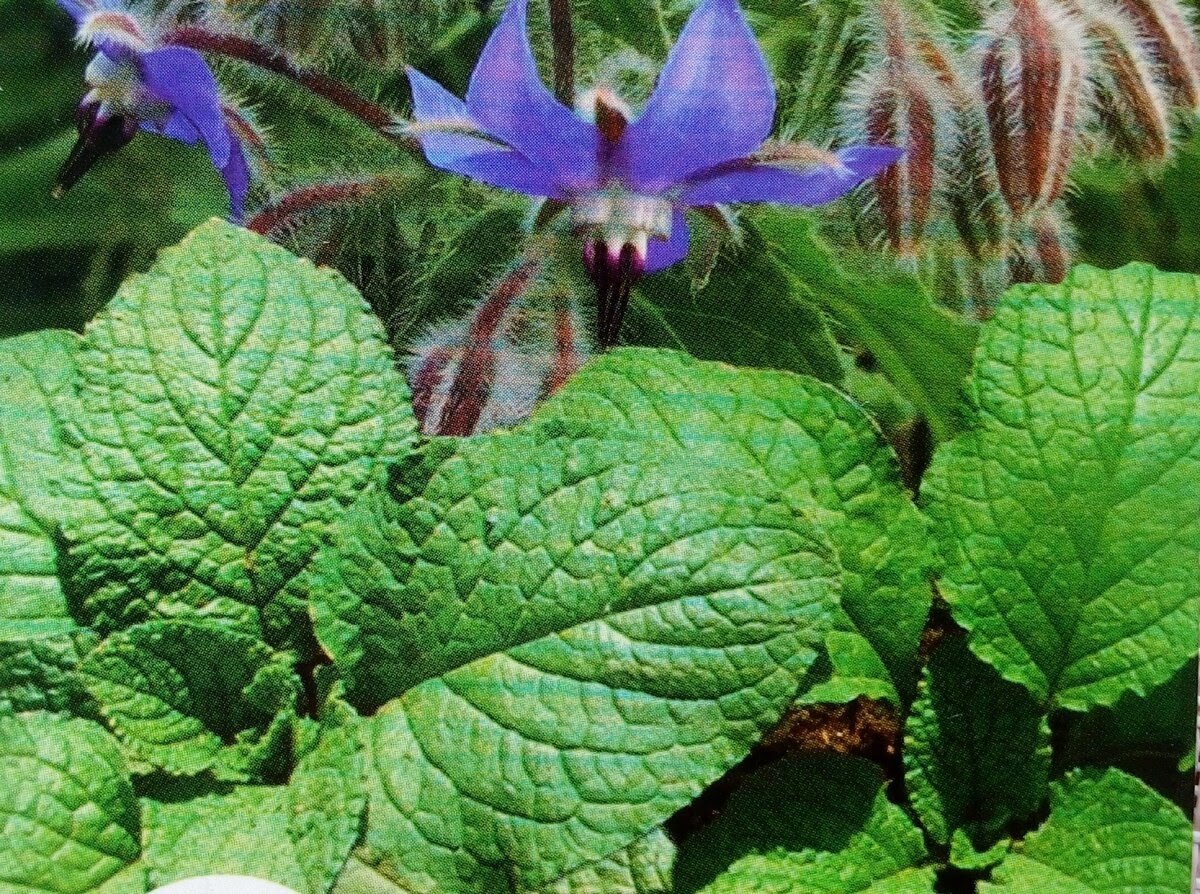 Огуречик растение компаньон накапливающийся микроэлементы