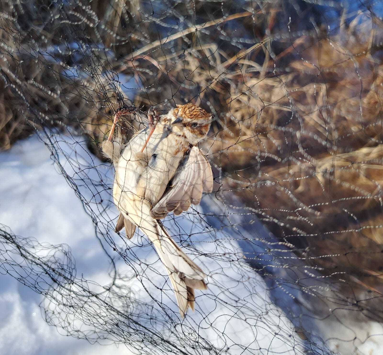 станция кольцевания птиц «Байкальская»