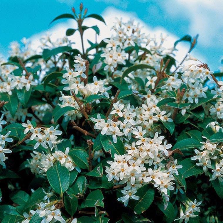 Османтус Бурквуда Osmanthus