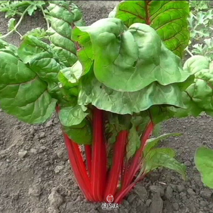Seeds of Beta vulgaris Ruby Chard (Beta vulgaris subsp. Vulgaris) — 100 pcs