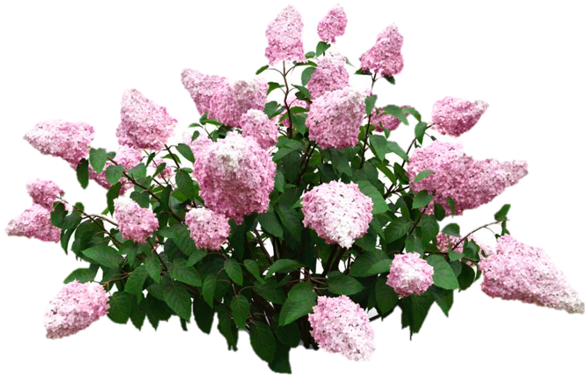 Питомник "Однолетние растения"