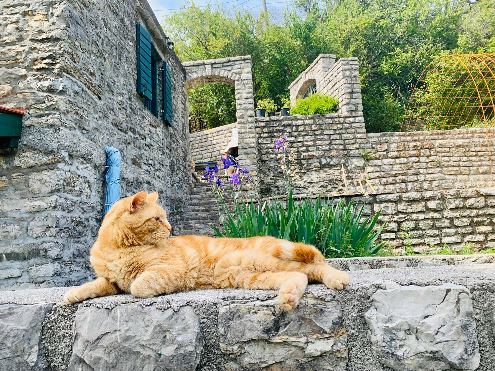  How-to-travel-with-pets-to-montenegro-relocate-with-your-pets